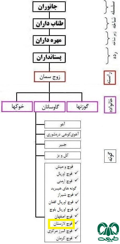 طبقه بندی گونه قوچ لارستان